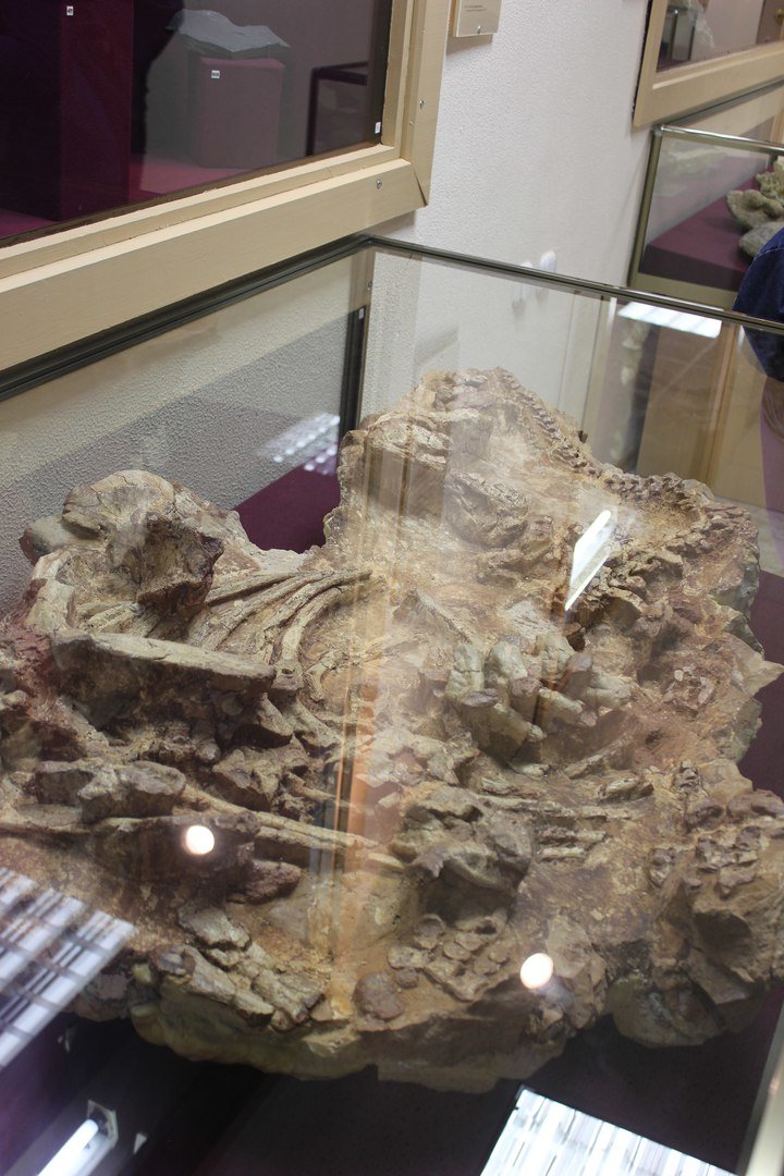 Где живет тарбозавр Кеша и можно ли камень превратить в "шерсть"?, фото-13