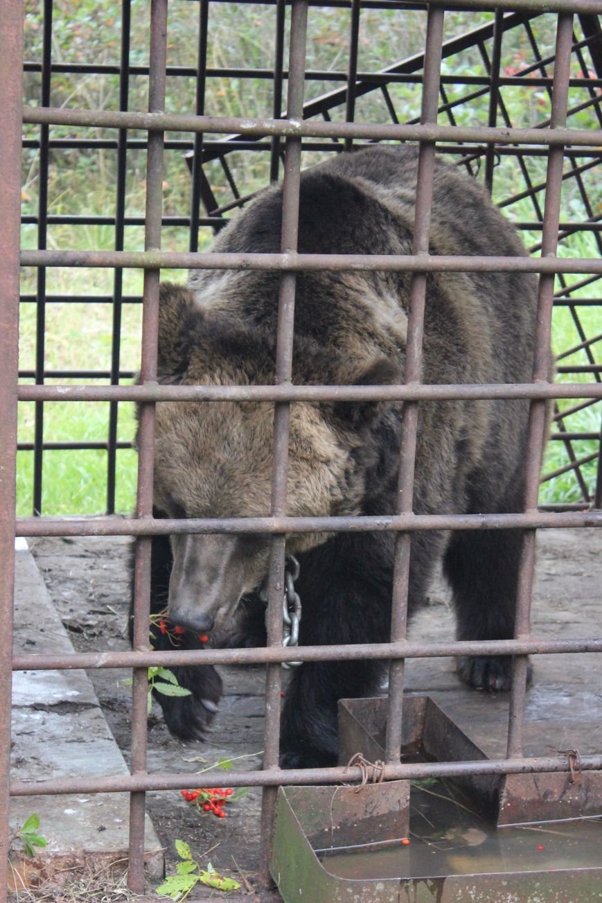Сыктывкарские школьники увидели медведя в метре от себя, фото-3